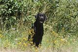 LABRADOR 050